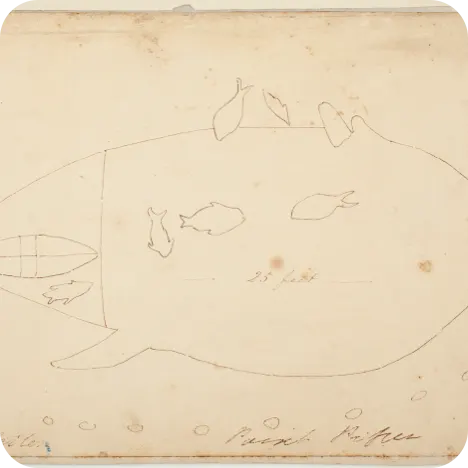 Aboriginal carvings at Middle Head & Point Piper, pencil & watercolour, 1839–71