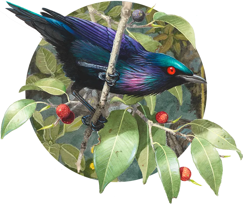 Watercolour painting of an iridescent starling perched among fig leaves and berries