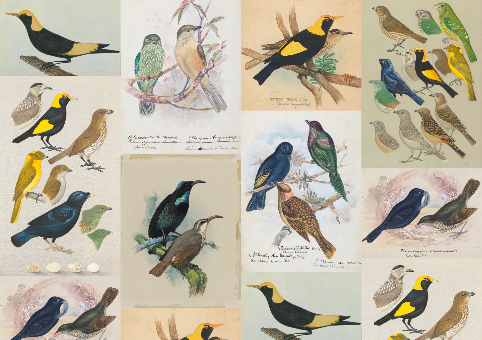 A grid of antique natural-history plates of bowerbirds