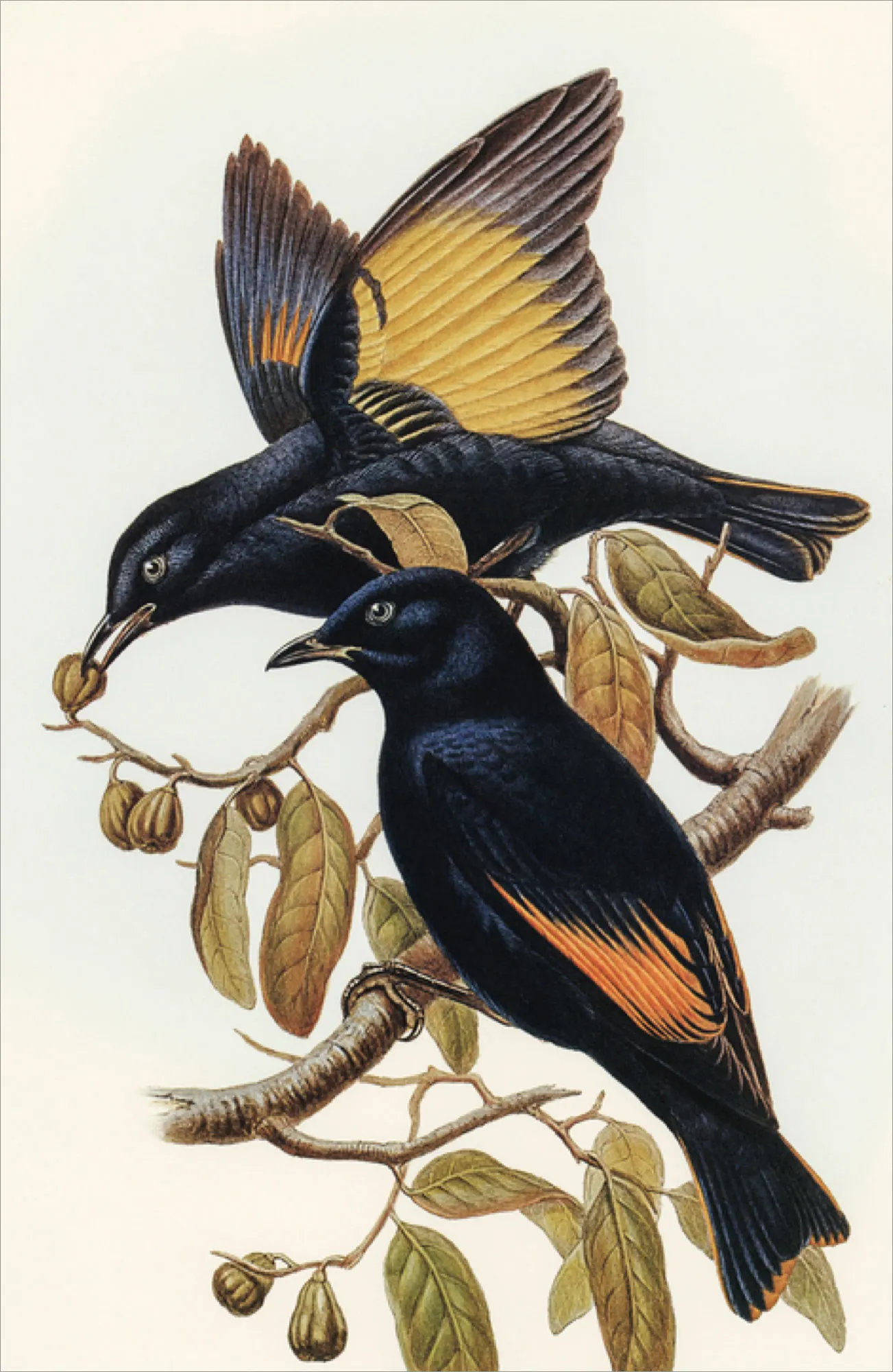 Antique natural-history plate of satin bowerbirds on a branch